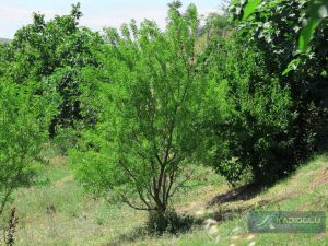 dursunkoy_107_ada_5_parsel_resim_0_37.JPG